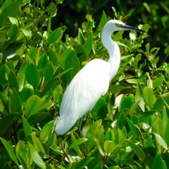 Egretta garzetta