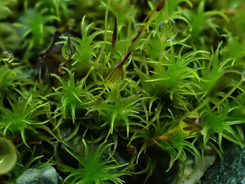 Ptychomitrium gardneri observed 2024-11-10