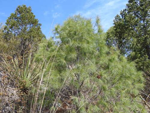 Pince's pinyon pine (Pinus pinceana)