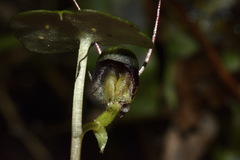 Corybas vitreus