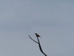 Eurocephalus anguitimens