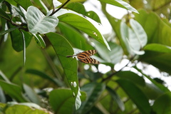 Melinaea lilis imitata