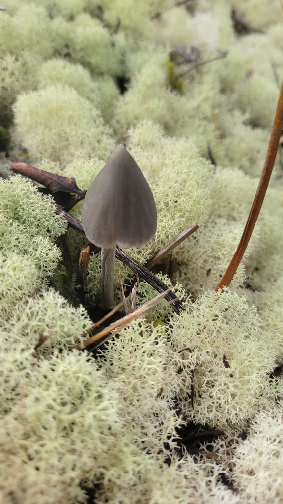 Entoloma canoconicum · April 2025 · photo: © rvennell (iNaturalist, cc-by)