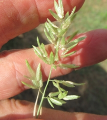 Eragrostis reptans