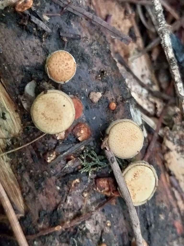Crucibulum simile · April 2025 · photo: © kiwialli (iNaturalist, cc-by)