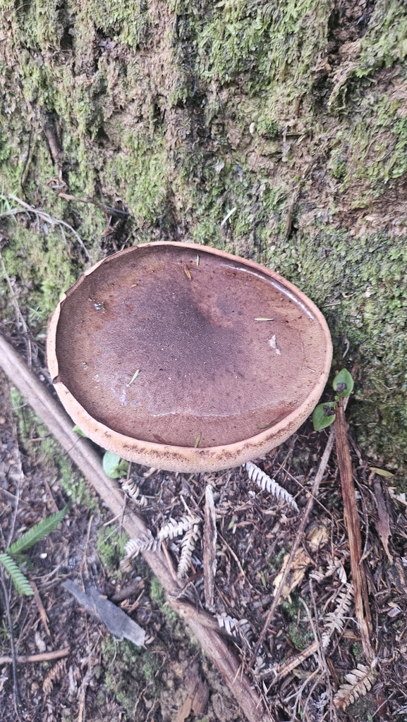 Tylopilus formosus · April 2025 · photo: © charliethomas (iNaturalist, cc0)