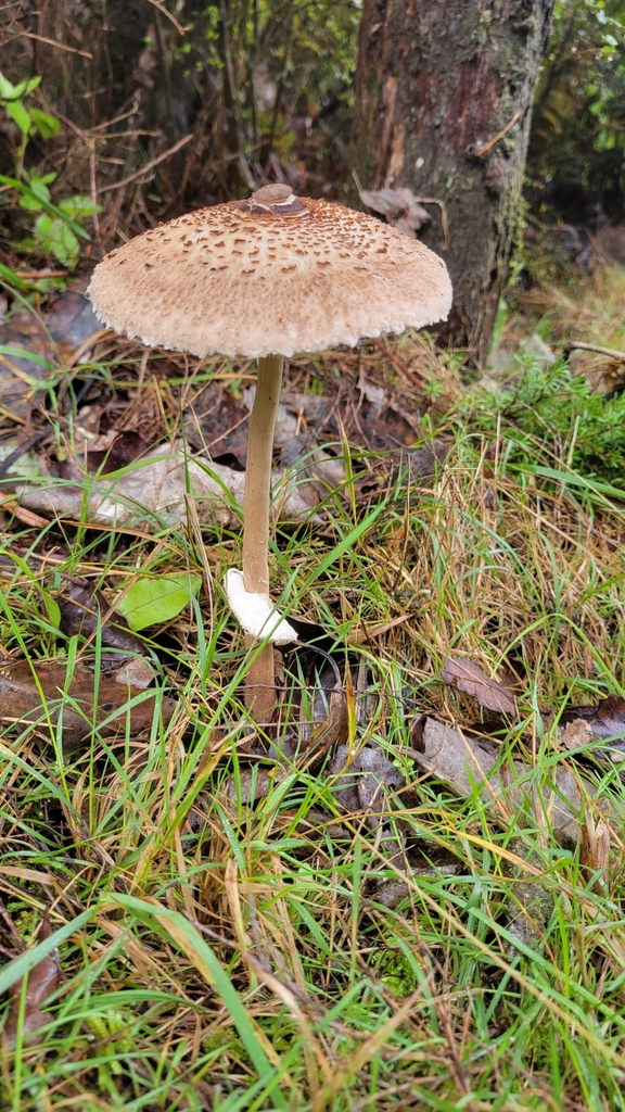 Macrolepiota clelandii · April 2025 · photo: © rvennell (iNaturalist, cc-by)