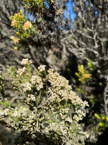 Ozothamnus hookeri, photograph 4