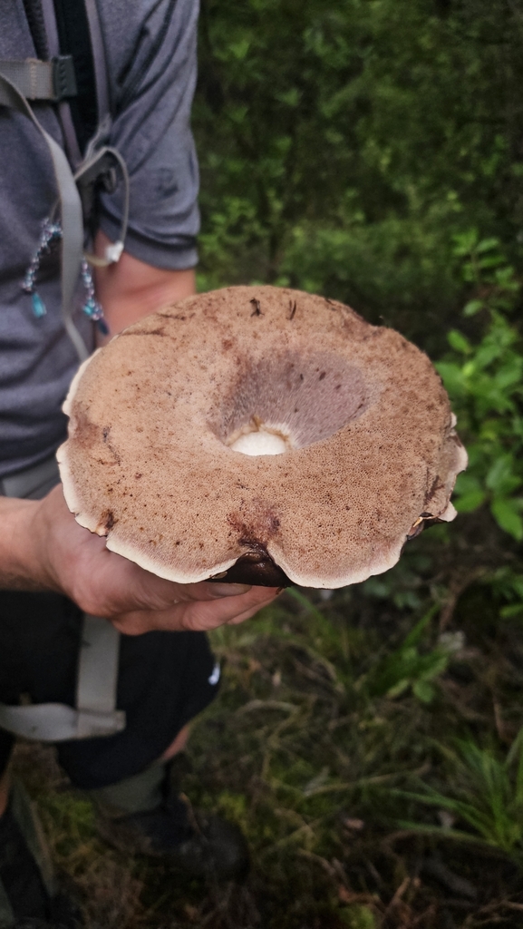 Tylopilus formosus · April 2025 · photo: © charliethomas (iNaturalist, cc0)