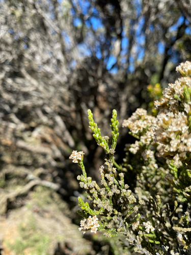 Ozothamnus hookeri, photograph 6
