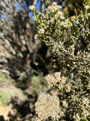 Ozothamnus hookeri, photograph (c) krumpianking, some rights reserved (CC BY)