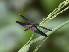 Rhyothemis plutonia