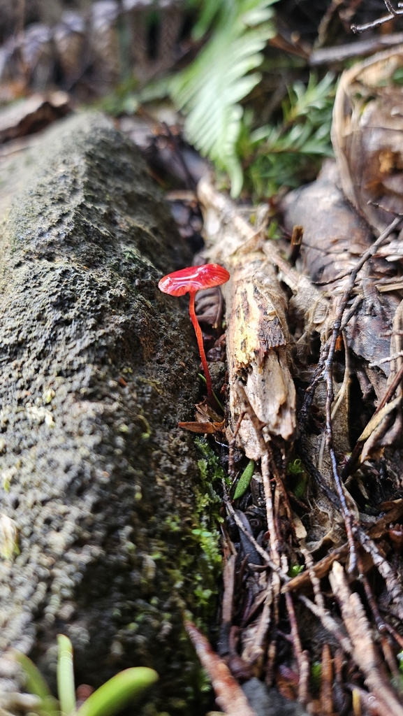 Cruentomycena viscidocruenta · April 2025 · photo: © charliethomas (iNaturalist, cc0)