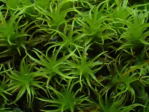 Ptychomitrium gardneri observed 2024-12-22