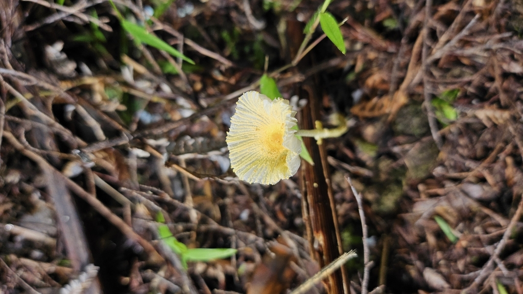 Leucocoprinus fragilissimus · April 2025 · photo: © charliethomas (iNaturalist, cc0)