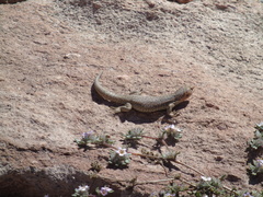 Liolaemus constanzae