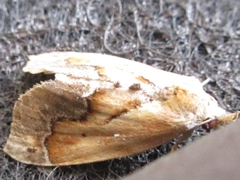 Lophomilia polybapta