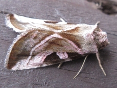 Eucarta virgo