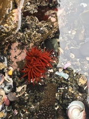 Anemonia alicemartinae