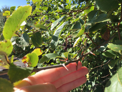 Crataegus gaylussacia