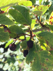 Crataegus gaylussacia