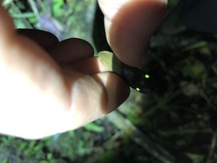 Pyrophorus noctilucus