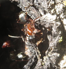 Camponotus vicinus