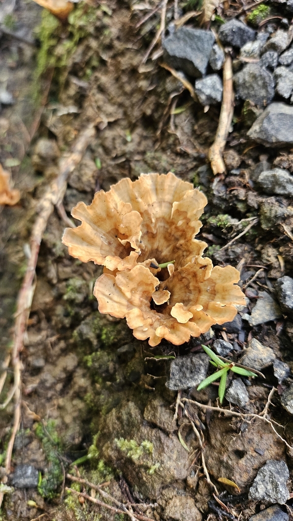 Podoscypha petalodes · April 2025 · photo: © charliethomas (iNaturalist, cc0)