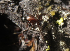 Camponotus vicinus