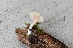 Clitocybe truncicola