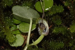 Corybas vitreus