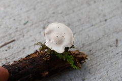 Clitocybe truncicola