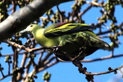 Treron chloropterus