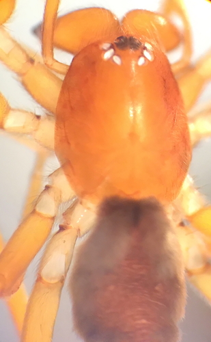 Prodidomus rufus