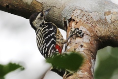 Freckle-Breasted Woodpecker photo 2