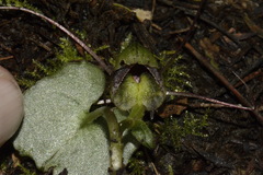 Corybas vitreus