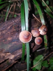 Spinellus
