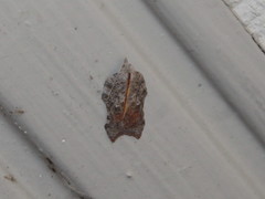 Acleris effractana