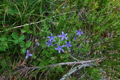 Campanula wilkinsiana