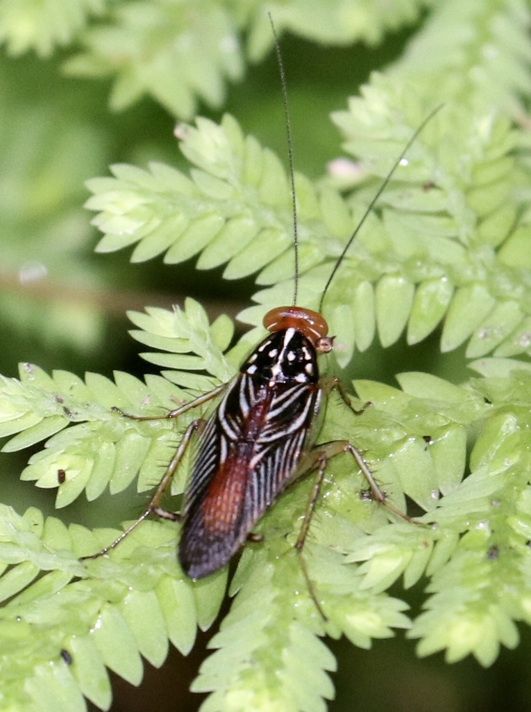 Euphyllodromia angustata