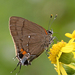 Fulvous Hairstreak - Photo (c) R Snyder, some rights reserved (CC BY-NC-SA), uploaded by R Snyder
