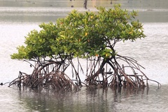 Rhizophora apiculata