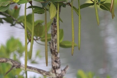 Rhizophora apiculata