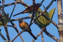 Pericrocotus cinnamomeus