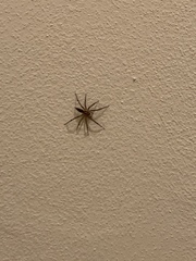 Agelenopsis