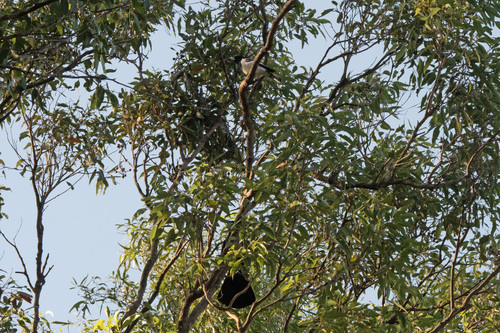 Coastal Carpet Python sighting