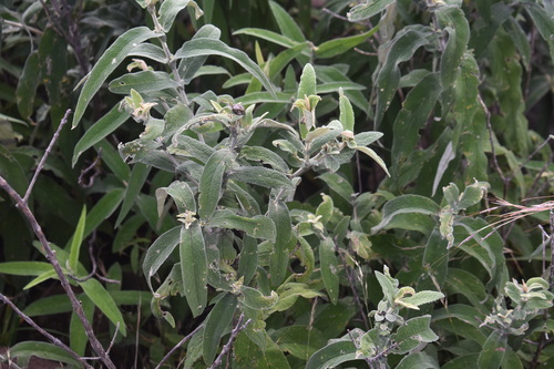 Image of Buddleja salviifolia by (c) Justin Ponder, some rights reserved (CC BY)