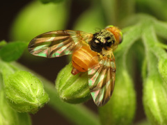 Procecidocharoides penelope