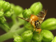 Procecidocharoides penelope