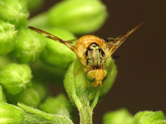 Procecidocharoides penelope